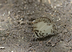 Tuxentius margaritaceus