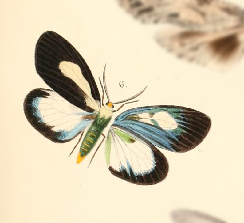 Herpolasia