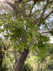 Pteleopsis myrtifolia
