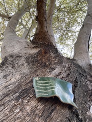 Pteleopsis myrtifolia