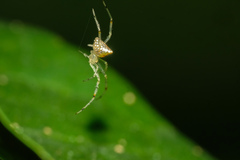 Thwaitesia margaritifera