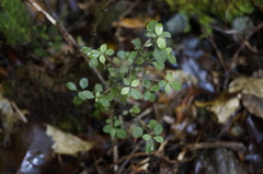 Coprosma colensoi
