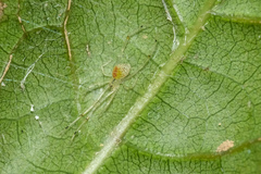 Thwaitesia margaritifera