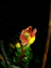 Costus claviger