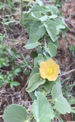 Abutilon austro-africanum