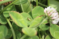 Creontiades rubrinervis