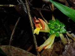 Costus claviger