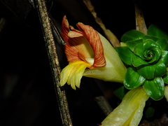 Costus claviger