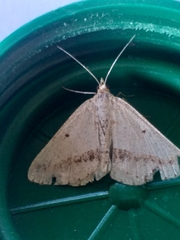 Rhodometra sacraria