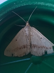 Rhodometra sacraria