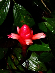 Costus erythrothyrsus