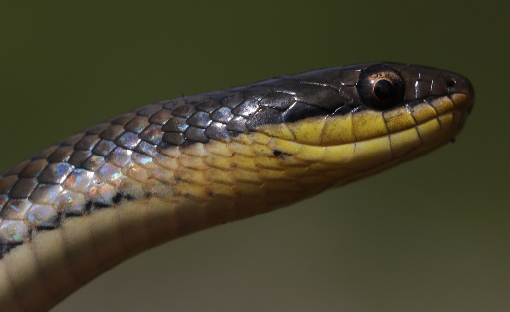 Six-Lined Water Snake