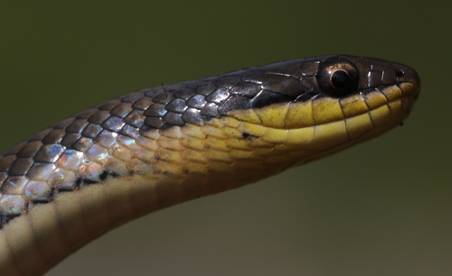 Six-lined Water Snake