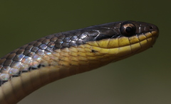 Six-Lined Water Snake photo 1