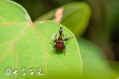 Trachelophorini