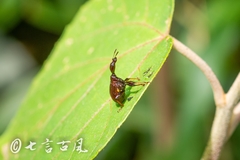 Trachelophorini