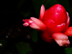 Costus erythrothyrsus