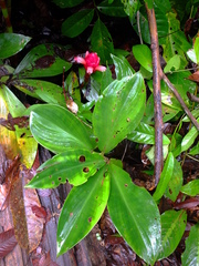Costus erythrothyrsus