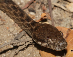 Madagascarophis colubrinus