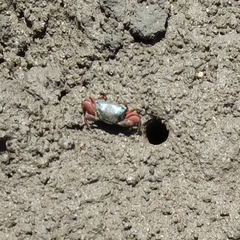 Paraleptuca chlorophthalmus