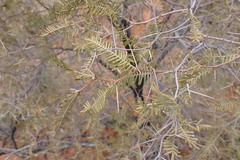 Vachellia haematoxylon