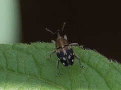 Curculionidae