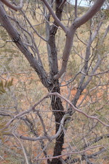 Vachellia haematoxylon