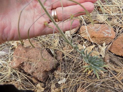 Image of Boechera Centrifendleri (Boechera centrifendleri) by no rights reserved