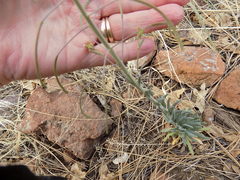 Boechera centrifendleri