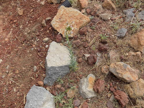 Image of Boechera Centrifendleri (Boechera centrifendleri) by no rights reserved