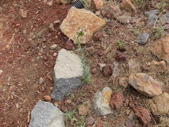 Boechera centrifendleri