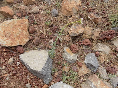 Image of Boechera Centrifendleri (Boechera centrifendleri) by no rights reserved
