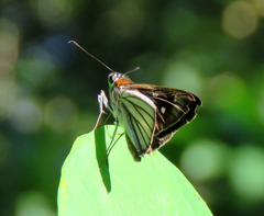 Paracarystus hypargyra