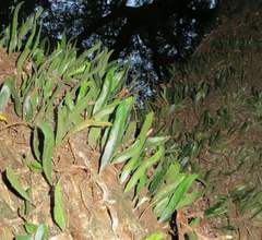 Microgramma squamulosa