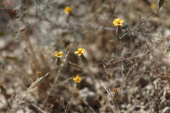 Tagetes lunulata