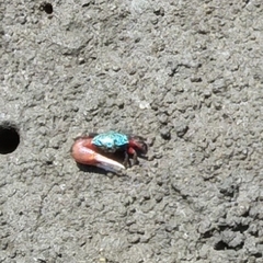 Paraleptuca chlorophthalmus