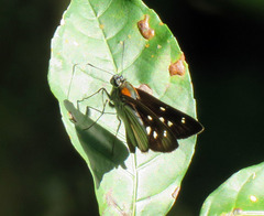 Paracarystus hypargyra