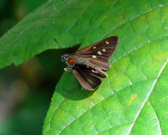 Paracarystus hypargyra