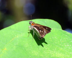 Paracarystus hypargyra