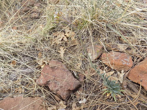 Image of Boechera Centrifendleri (Boechera centrifendleri) by no rights reserved