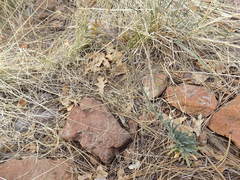 Boechera centrifendleri