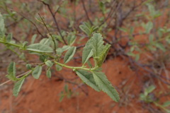Hermannia burchellii