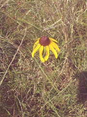 Rudbeckia