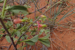 Hermannia burchellii