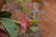 Hermannia burchellii