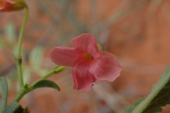 Hermannia burchellii