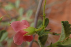 Hermannia burchellii