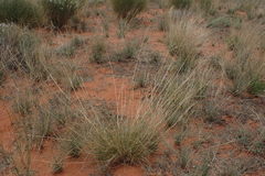 Aristida meridionalis