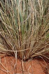 Aristida meridionalis