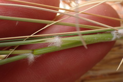 Aristida meridionalis